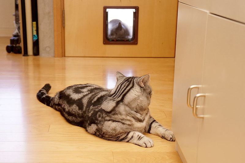 拙宅猫「うか」も同様に、頭でドアを押し開けて通過します