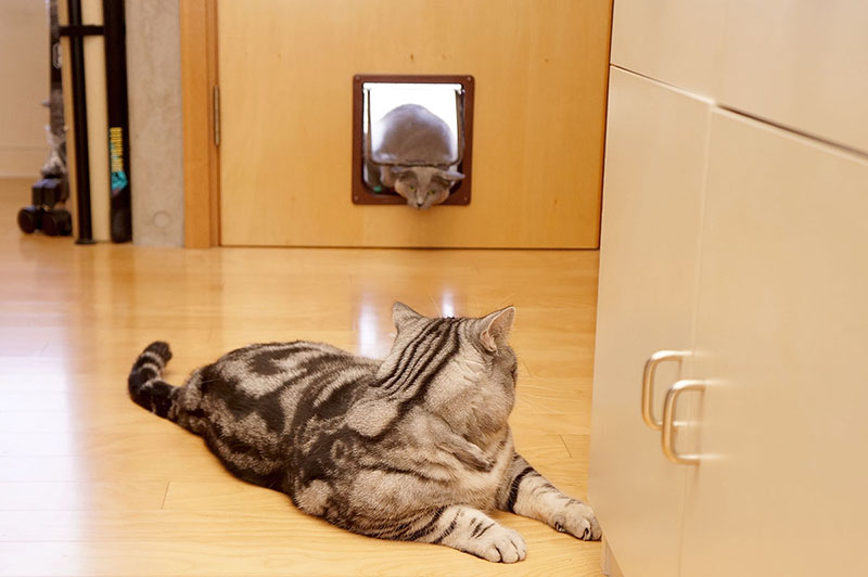 耳がドアに押し下げられてヘンな顔になっちゃいます