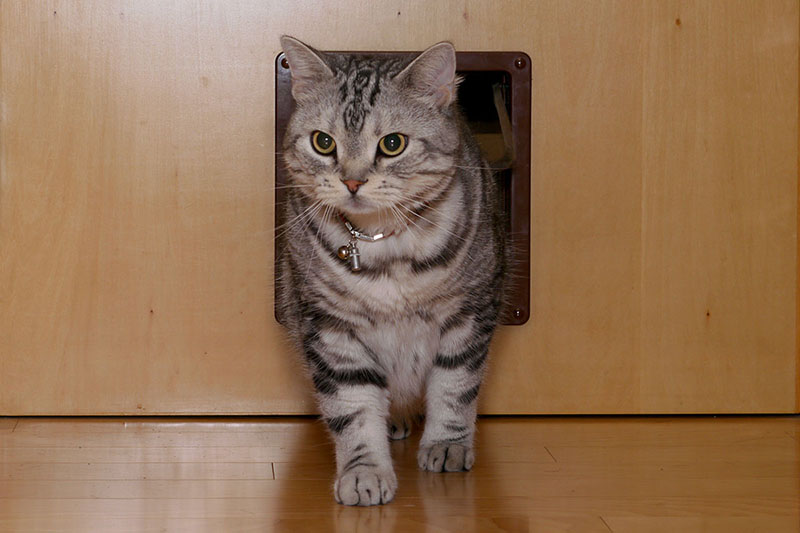 この猫ドアの開口部は縦20×横18cmくらい。巨猫でもこのくらいのサイズのドアがあれば余裕で通り抜けられます