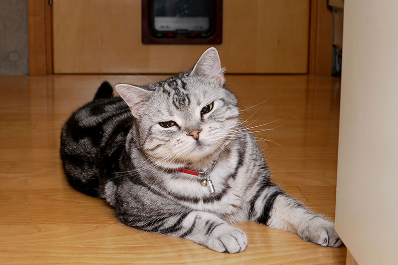 猫ドアを通り抜けて……何やら満足げです