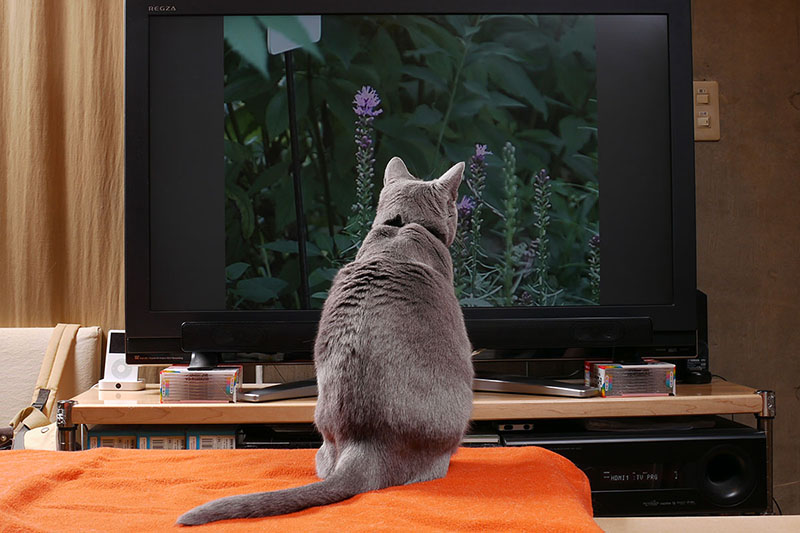 本腰を入れて観始めました