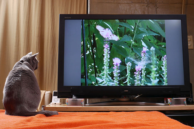ちょっと移動しましたが、テレビ画面をガン見です！