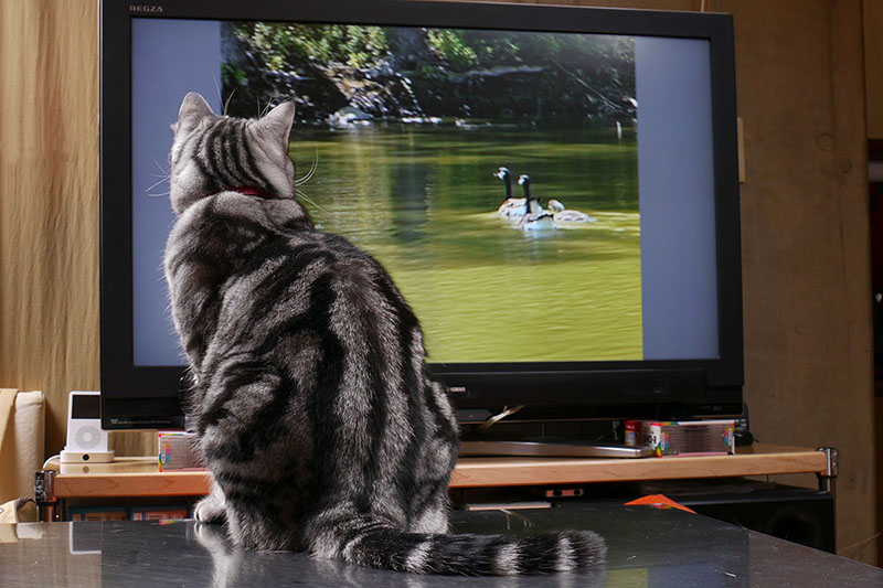 鴨が出てきたらガン見！　好みがあるようですね