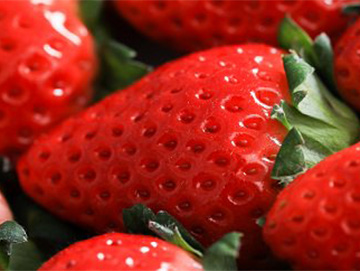 佐賀のブランド苺「さがほのか」