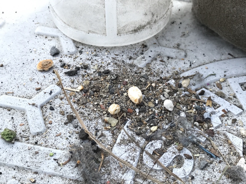 けっこう大きな砂利も難なく吸い込んでくれた。吸引力の強さを実感できる