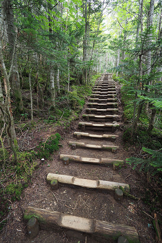 こんな木段が続く登山道です