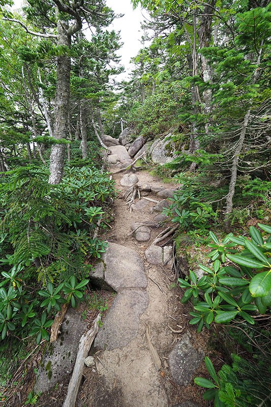 「夢の庭園」からさらに上に登ってみます。しかし、いきなり、なんか、難易度が高そうな……