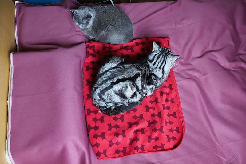 ヒーターがあると、拙宅猫がツーショットで居ることが多いような気がします