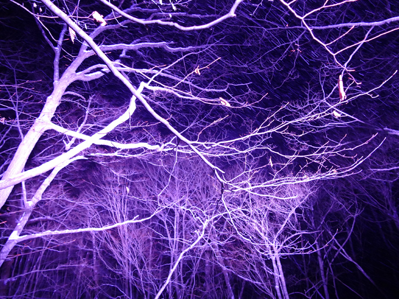 木の枝もライトアップによって全く印象が変わる
