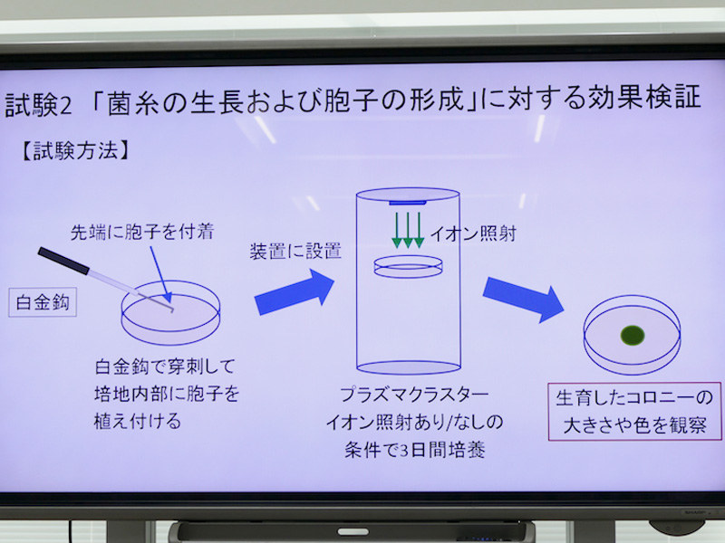 「菌糸の成長・胞子の形成」段階の検証方法