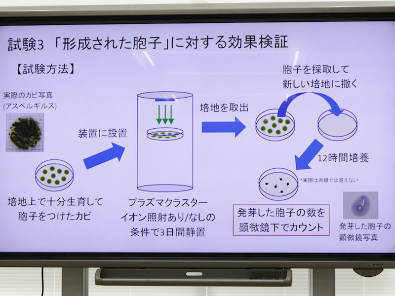 「胞子」段階の検証方法