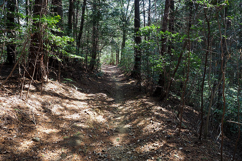 アップダウンが多めでそこそこ距離があるトレイルなので、XM1でアシストされつつ走って行くとはいえ、場所によっては息切れしちゃいます。でも落胆するような疲れではなく「一瞬休めばまだ行ける」という感覚。アシストの力は、考え方を前向きにしてもくれます♪