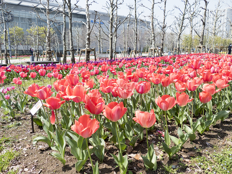 りんかい線「国際展示場駅」には満開のチューリップが！