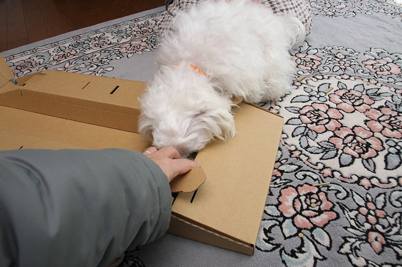 当然、定吉くんは何をつくっているのか気になるようで、ニオイをかぎにくる。こっ、これは食えるのか!?