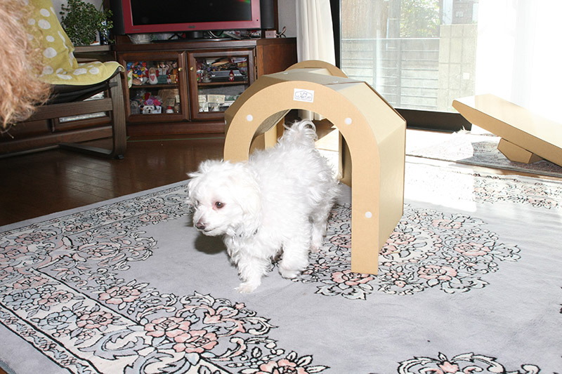 トンネルはドヤ顔で余裕の定吉くん