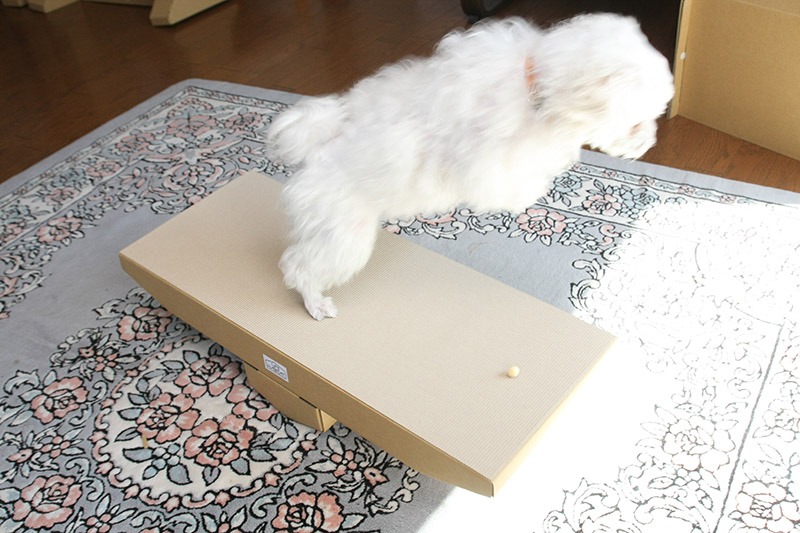 ご主人！　ドタン！　ってなるの。オレ怖えーよ～！