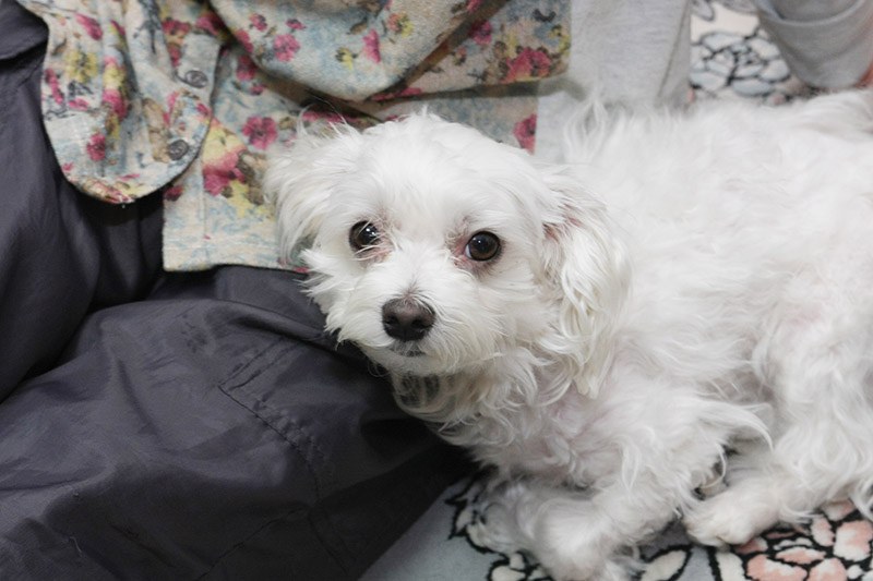 ご主人！　ドタン！　ってなるの。オレ怖えーよ～！