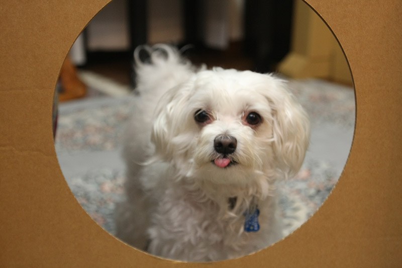 この丸いのは余裕だぜ！　オレは定吉、よろしくな！