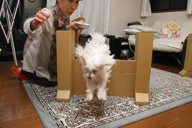 2段をクリア！　ありゃ？　タレ耳が広がってる