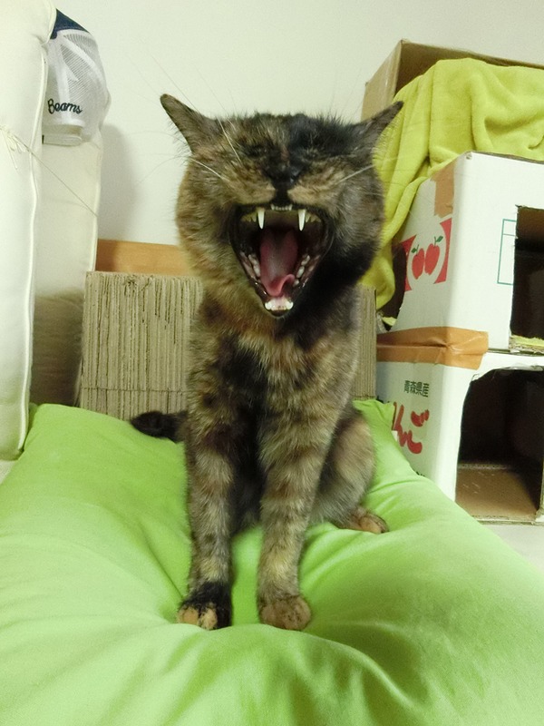 見事な猫あくび