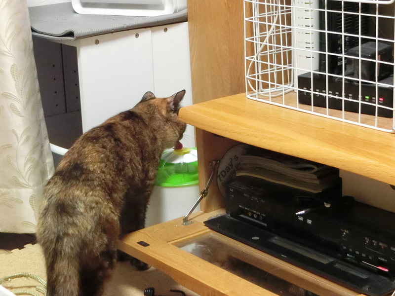 フラワーファウンテンで水を飲むはっぱちゃん