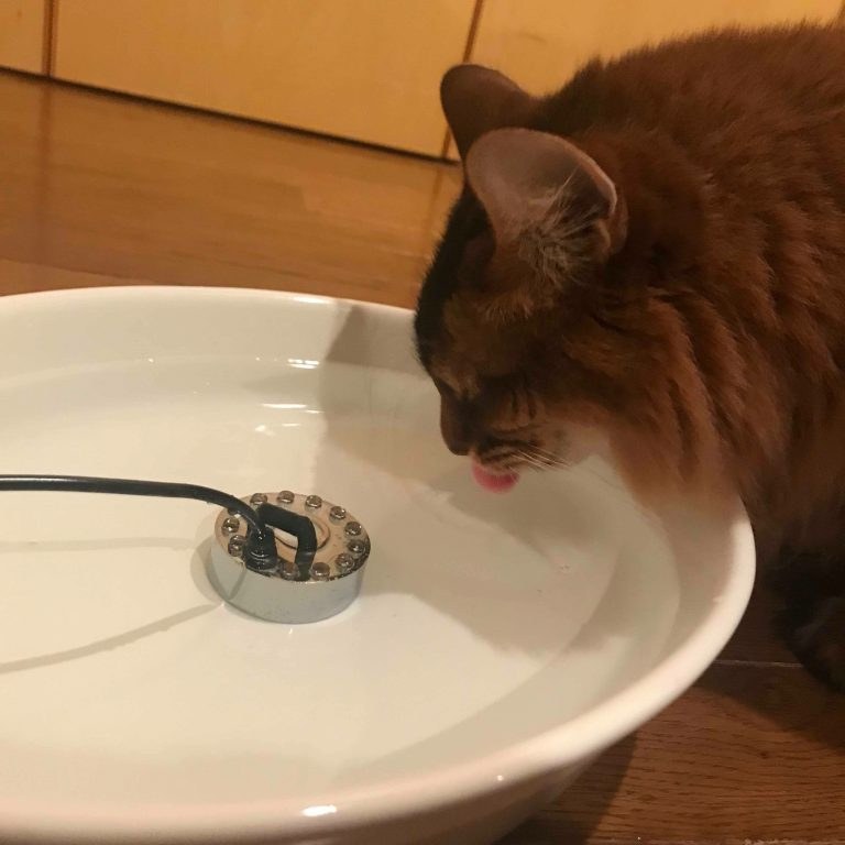 加湿した後は、けだまさんの飲み水に