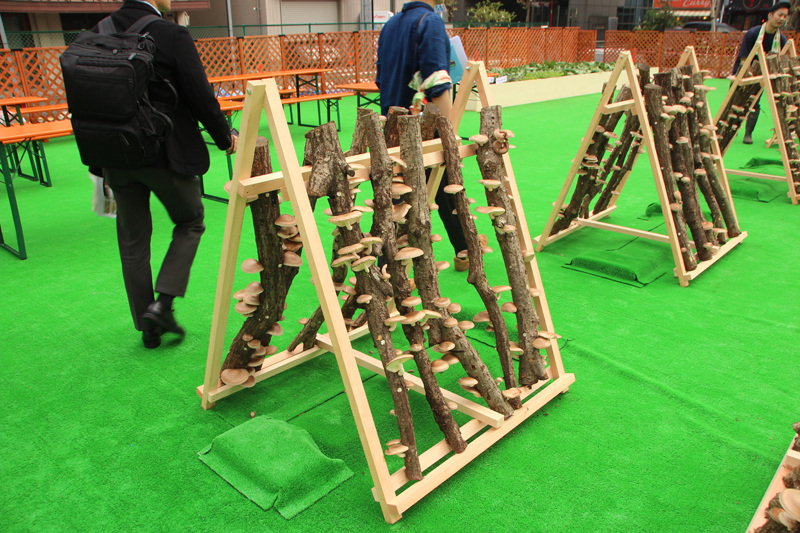 しいたけ収穫は13日(土)のみ