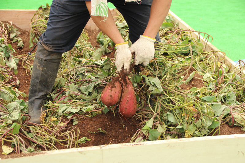 さつまいもの収穫を楽しめる