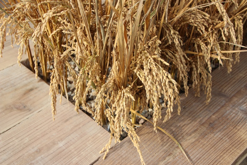 虎ノ門ヒルズ屋外では、日本の原風景「棚田」を感じられるテーブルも