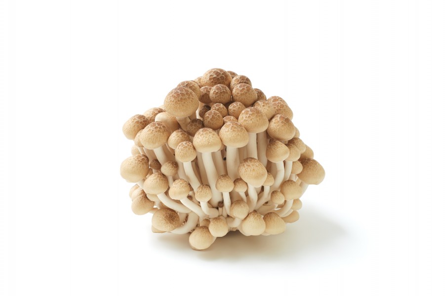 暮らし 言えますか キノコの石づきってどこ 何で食べないの 家電 Watch