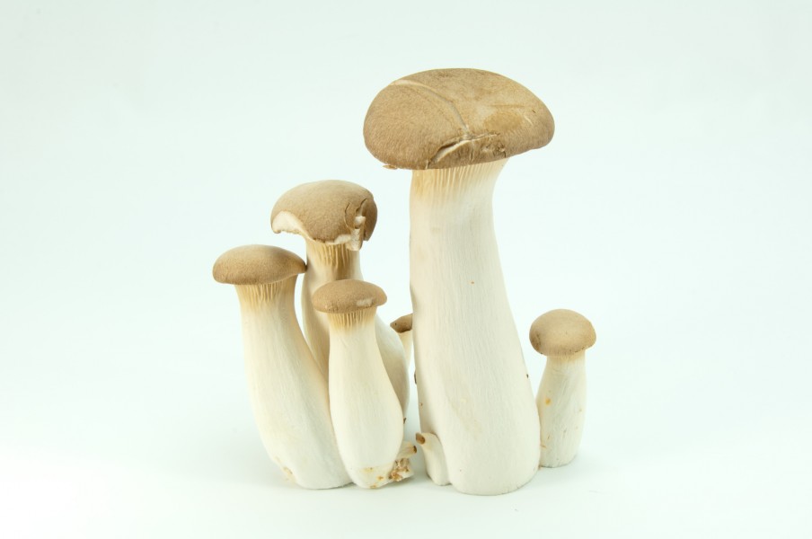 キノコの石 MUSHROOM STONE / 珪化木のオブジェ ｜CATAWARA（カタワラ）