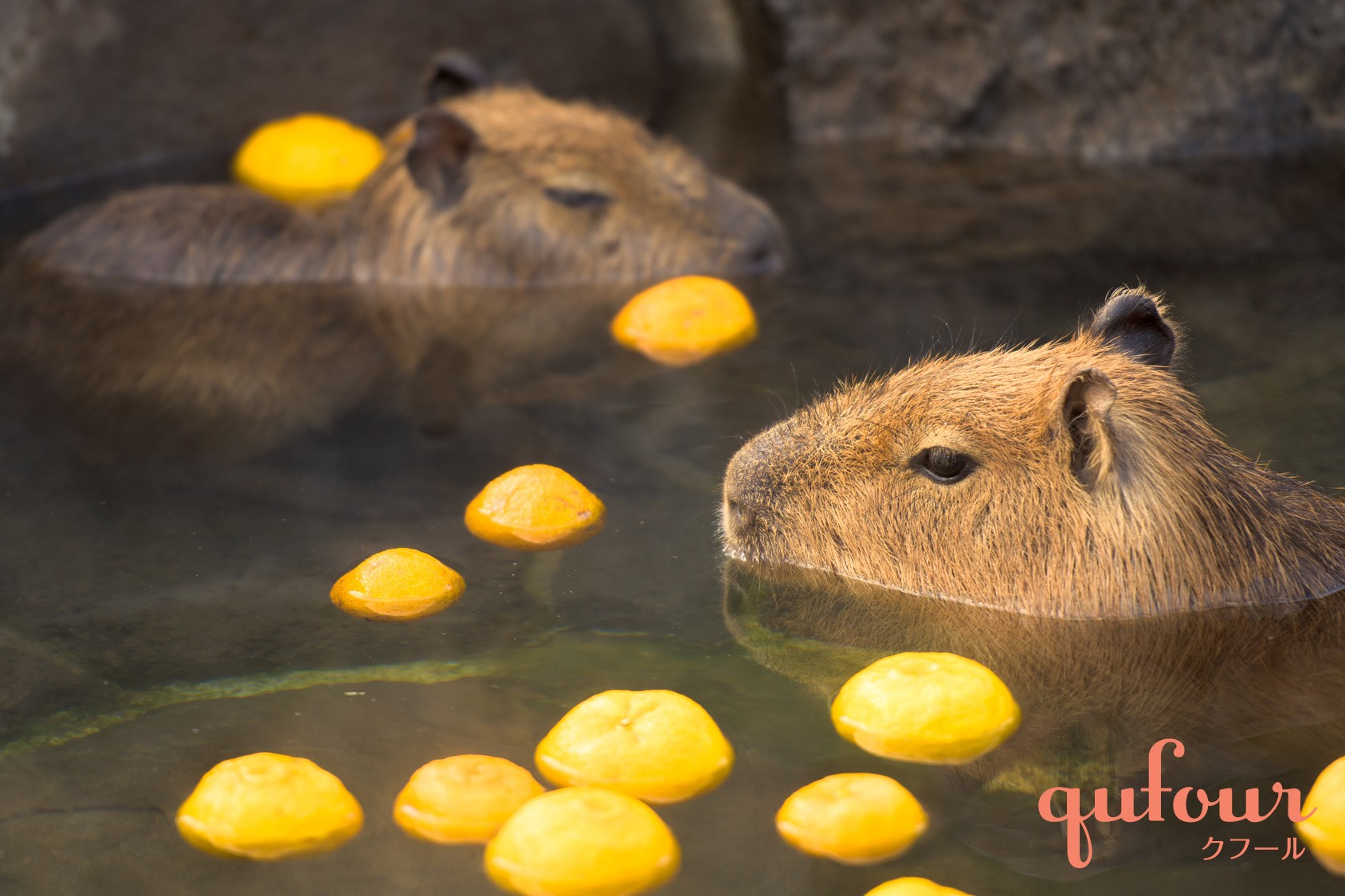 暮らし 冬至の ユズ風呂 効果と注意点 使用済みユズの再利用法2つ 家電 Watch
