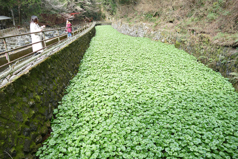 浄蓮の滝の冷たい水で栽培される大量のわさび