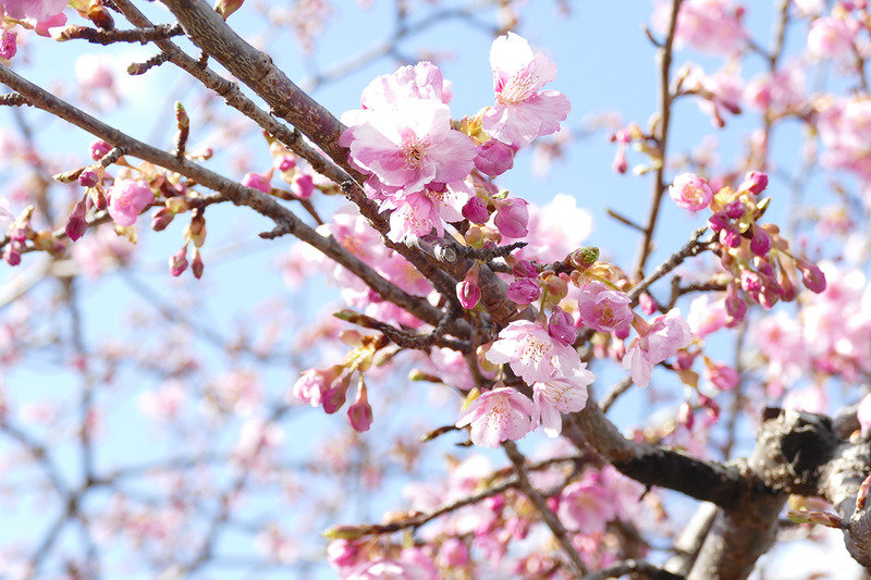 浄蓮の滝周辺でも桜が開花