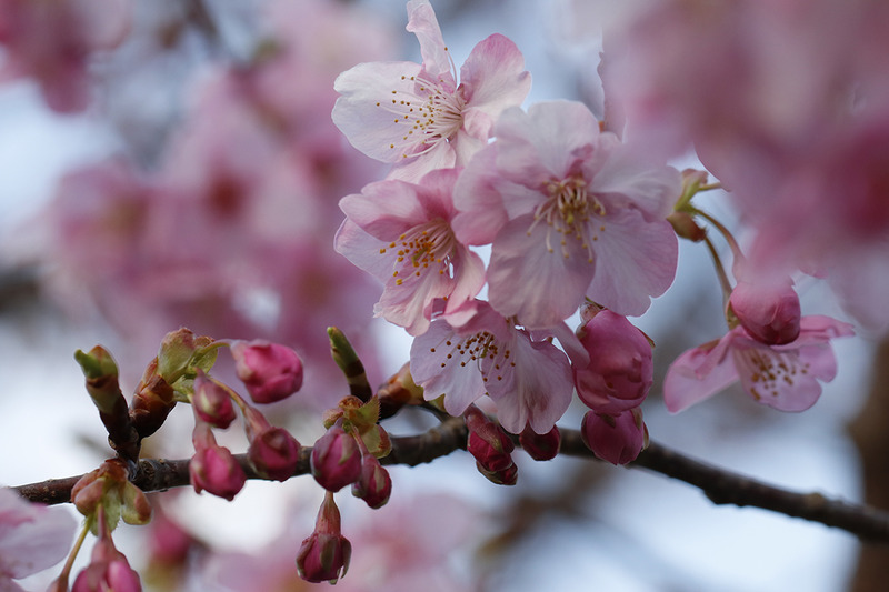 訪れたのが2月中旬だったので満開とはいきませんでしたが、美しい河津桜を堪能
