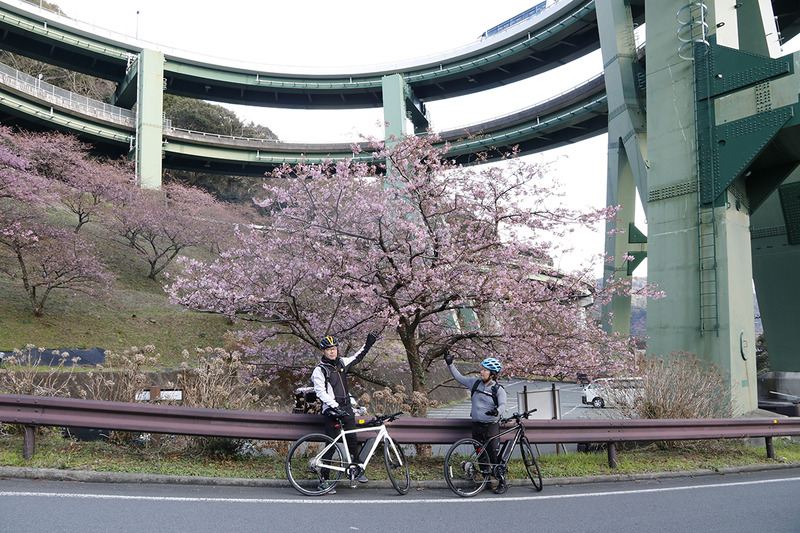 2重ループ橋の下で見つけた桜。e-bikeなら渋滞に巻き込まれず、意外な景色と出合えます