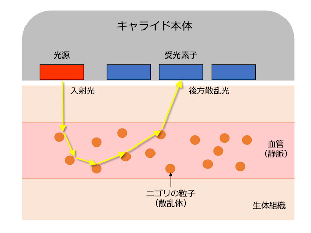 光を静脈(血管)に当て、ニゴリ粒子に反射した光の散乱を独自のアルゴリズムで解析する