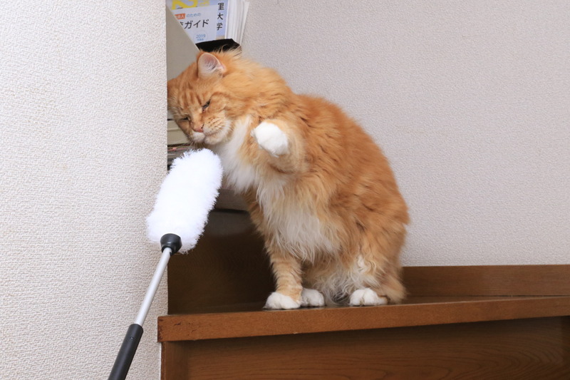 ニャンですかソレは? ああ! ニャンか手が出てしまう形してるニャン!