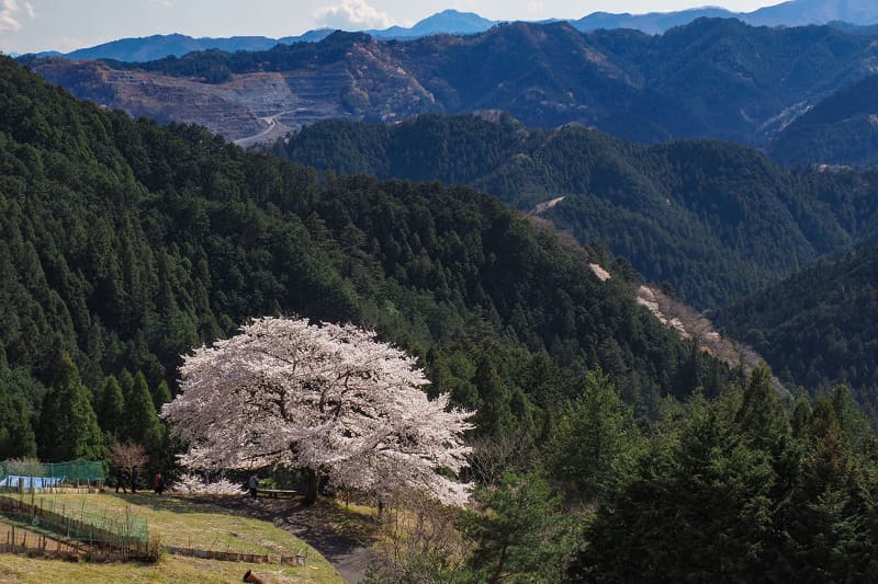 その道をさらに上に進むと、山の中に桜の木。なるほどなるほど、こんな感じか。エンジンの音なしで上がってくると、かなり清々しい気分