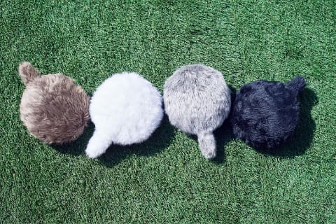 撫でるとしっぽを振る、クッション型セラピーロボットQooboのプチ