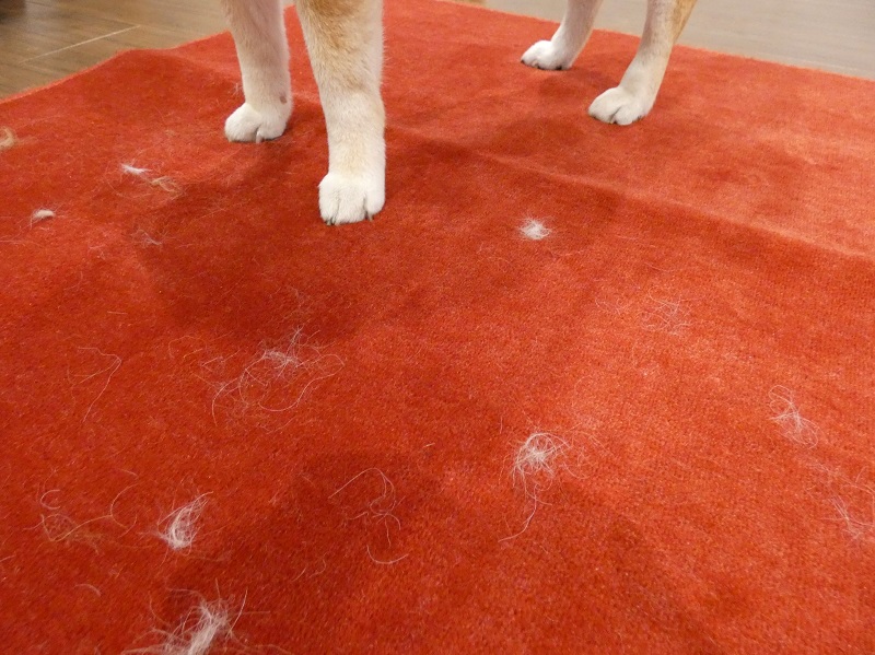 じゅうたんに落ちたペットの抜け毛
