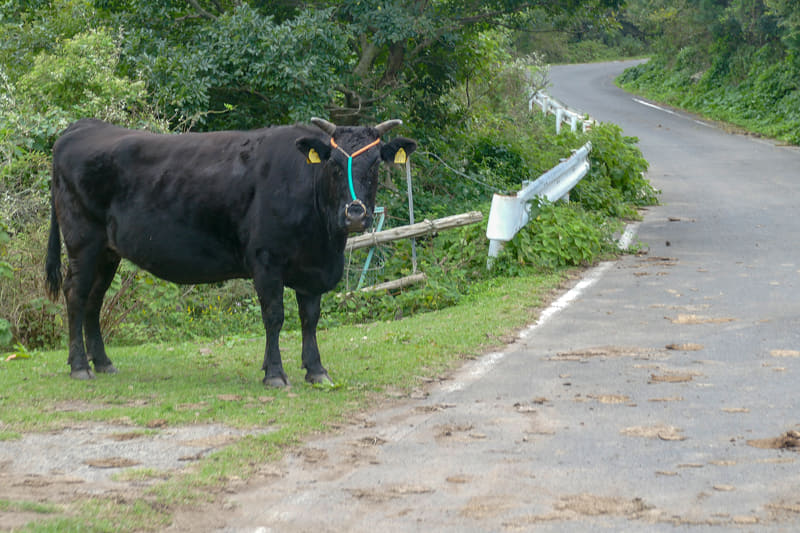 おい、どこ行くんだ? 餌をくれよ