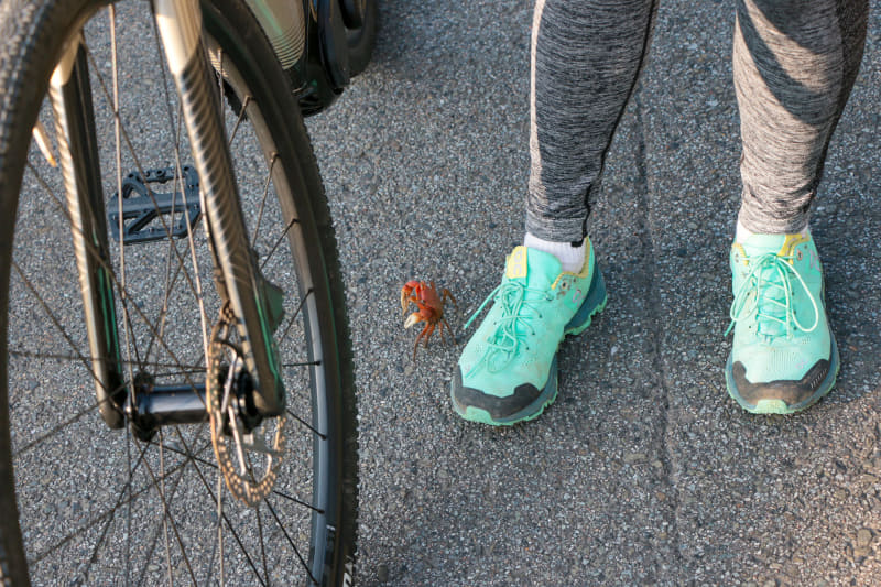 なんと道路にカニちゃんが