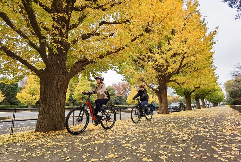 色付いた木の下を走り抜けるのが爽快です