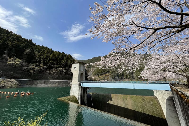 このサイクリングは2021年3月末でしたが、湖周辺は桜が満開でした