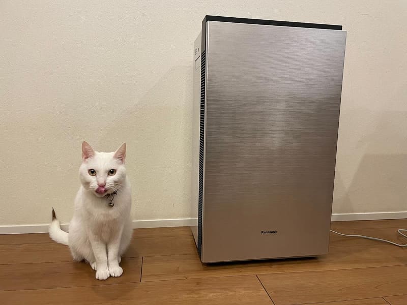 猫とジアイーノ