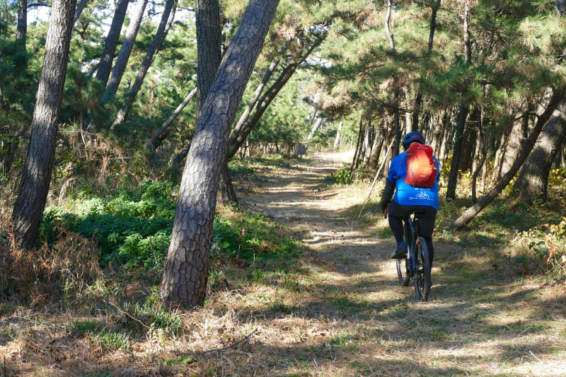 防風林の中は風がほとんど吹きません。さっすが防風林。木漏れ日も気持ちいい