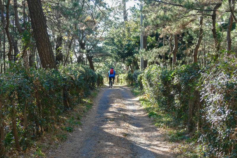 防波堤のすぐ内側には防風林があります。防風林内側に道があり、そこを通って目的地を目指すことにしました