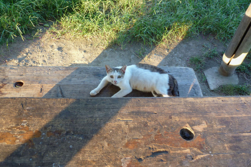 そして真夏の早朝には公園で「猫」を見かけることも多め