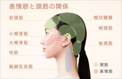 アテックス、電極ブラシで頭皮から脚まで全身ほぐせる美容家電 - 家電